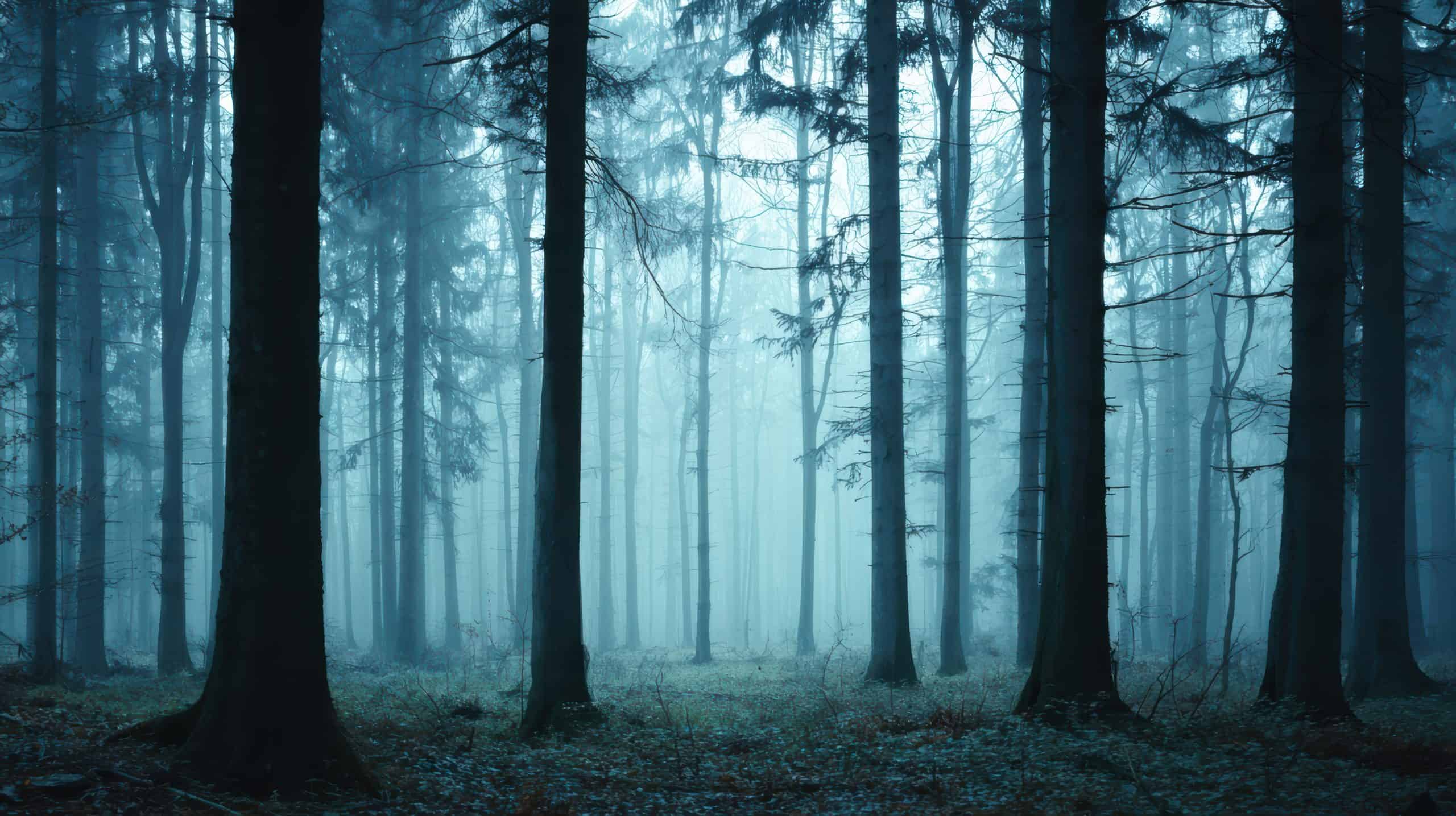 Forêt dans la brume