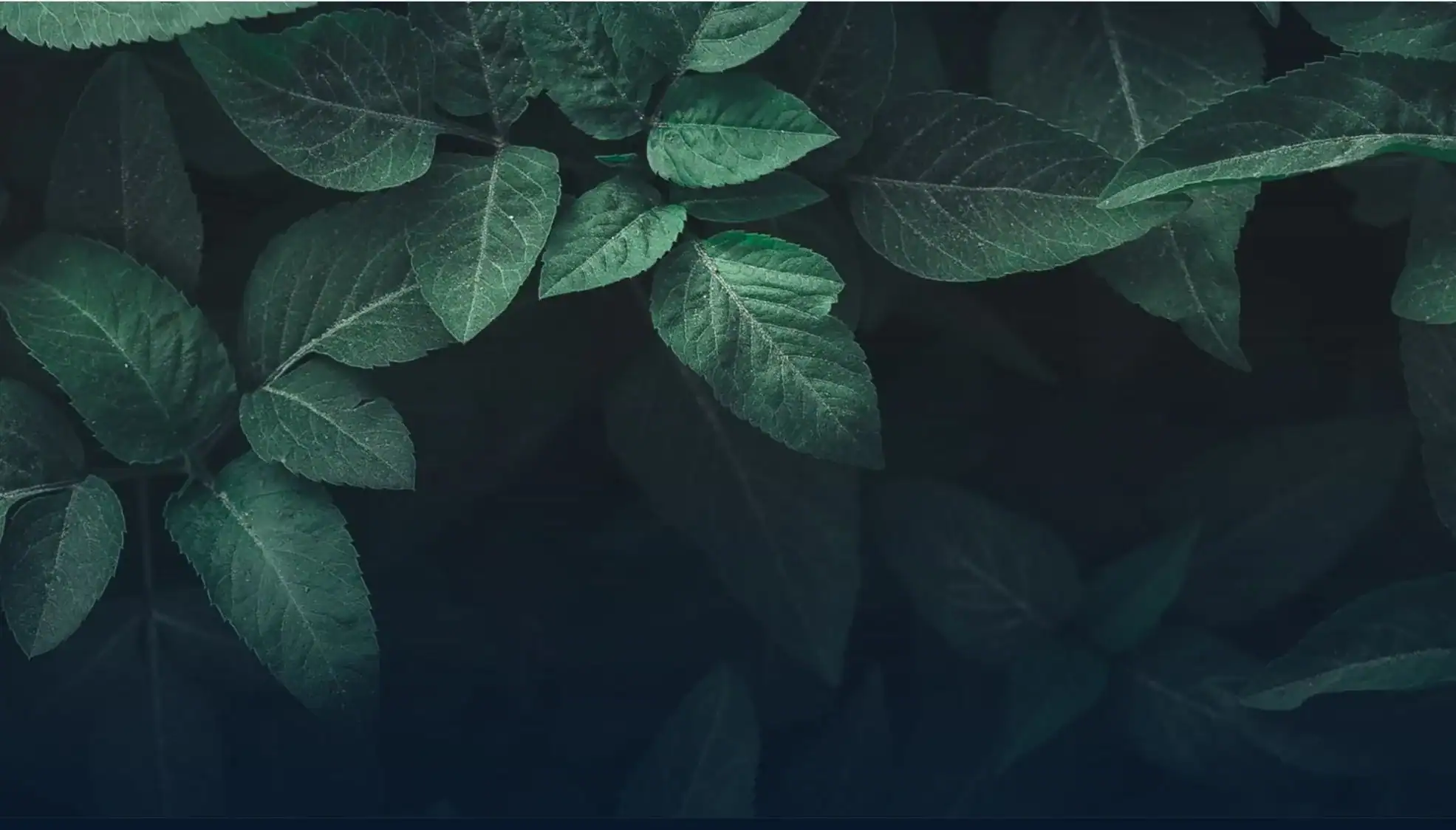 Feuillage — Sam Shana Énergies