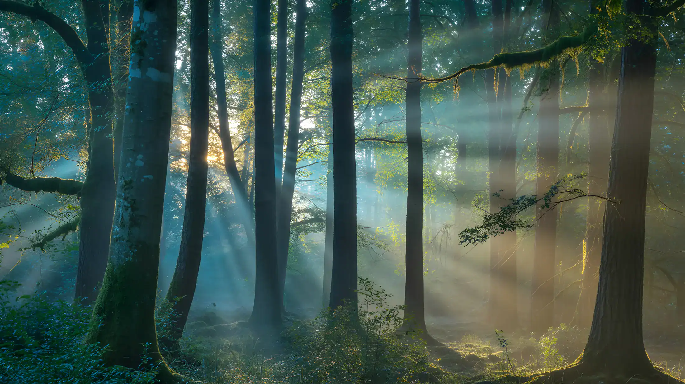Rayons de lumière traversant une forêt brumeuse