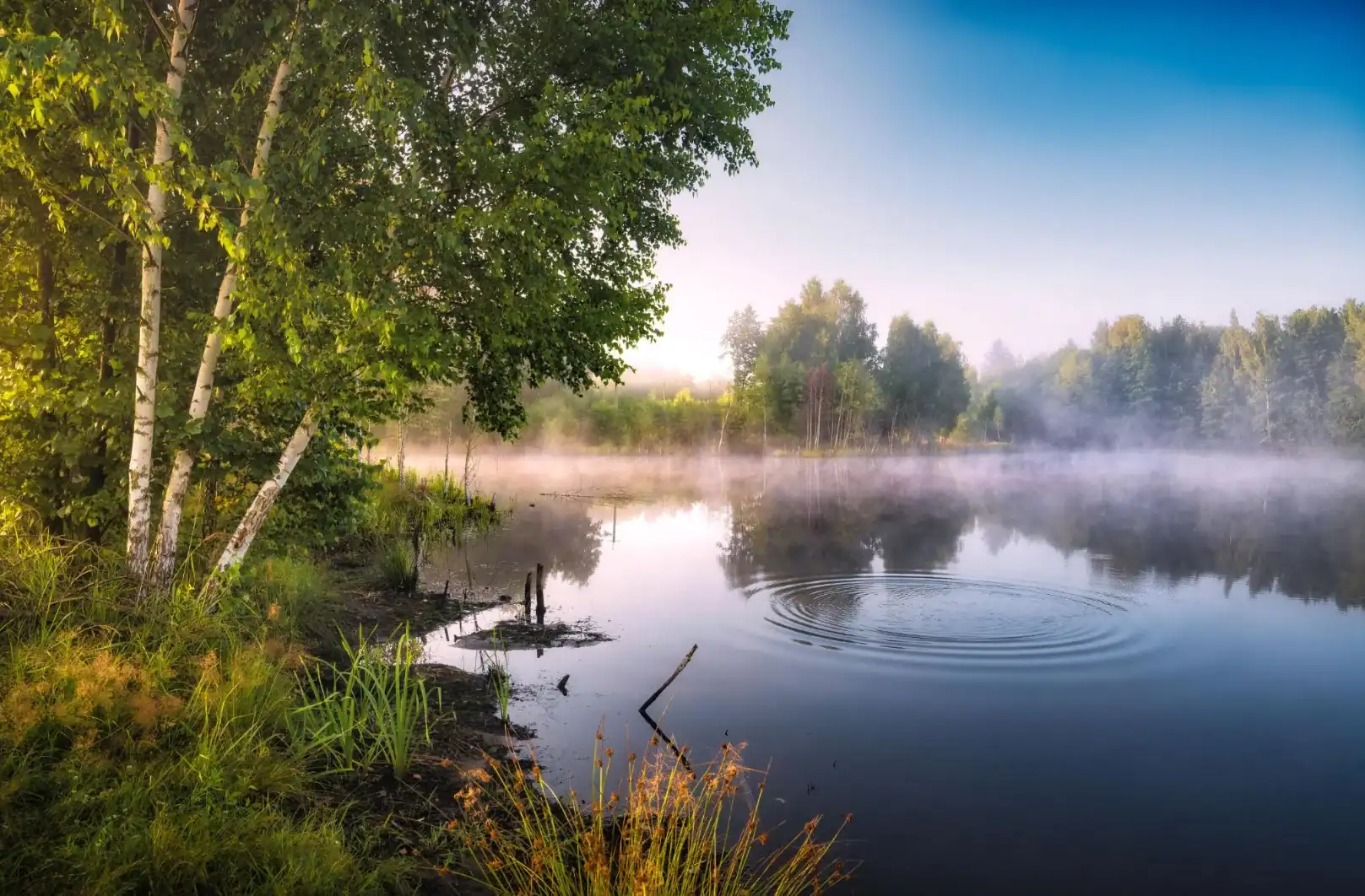 Étang calme au petit matin, brume légère et ondulation à la surface de l'eau